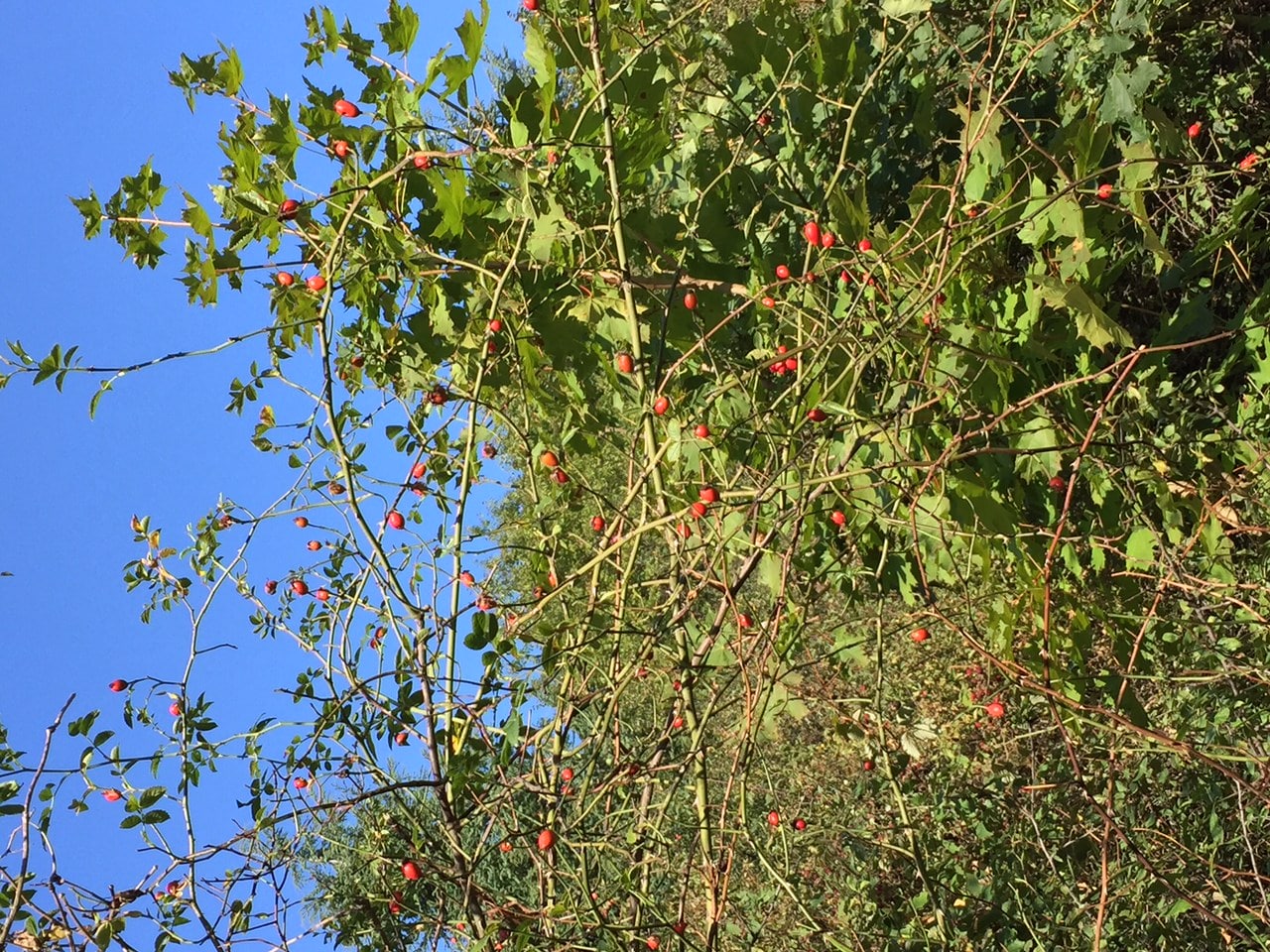 automne