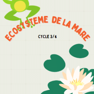 Ecosystème de la mare
