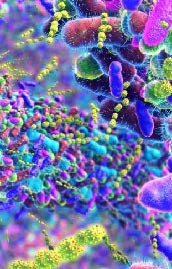 Newsletter #39 mars 2026 "Le microbiote au printemps"